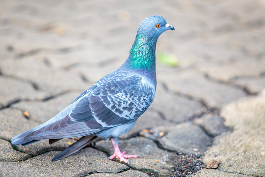Beautiful pigeon is walking on the ground.