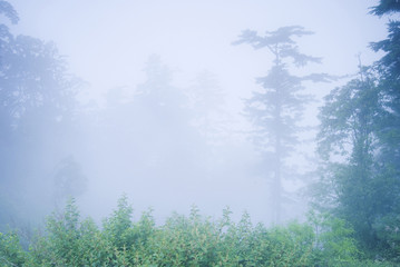 Obraz na płótnie Canvas pine tree in the forest with fog