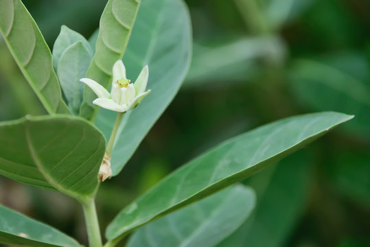 Giant Indian Milkweed