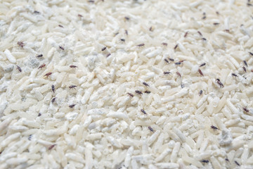 close up of dark brown color of bugs or moth in raw rice, pest, snout beetles, insects that eat and...