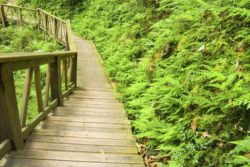Wooden walkway into the forest