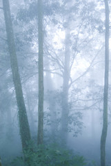 pine tree forest with fog.