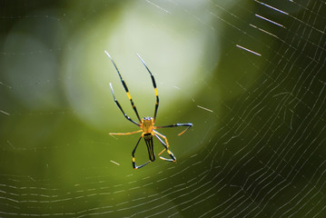 Spider and web with green background