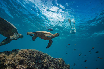 A snorkel girl diving to watch sea turtles in natural habitat. Pacific ocean wildlife scenery