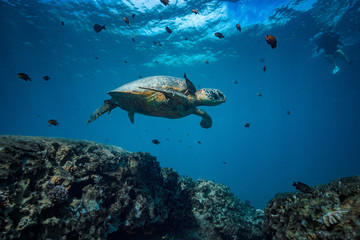 Big turtle floating over coral reef surrounded by fish. Ocean wildlife scenery with blue water background