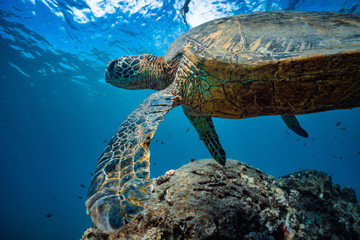 Fototapeta premium Turtle in blue water of Pacific ocean. Closeup portrait of wild animal underwater