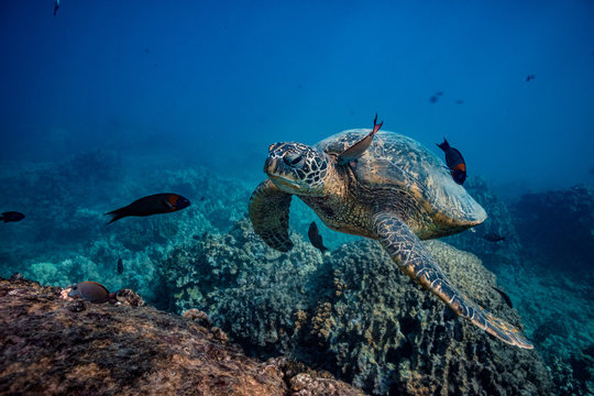 Sea Turtle Stopping To Swim At Clean Station. A Fish Cleaning Skin Underwater