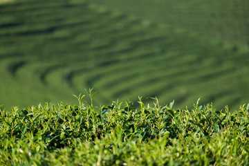 Tea plantation