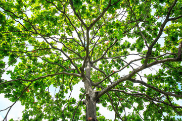 Malabar tree with green leaf.