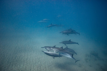 Wild dolphins underwater in deep blue ocean