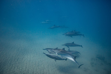 Obraz premium Wild dolphins underwater in deep blue ocean