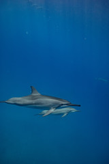 Two spinner dolphins in deep blue water. Wild aquatic animals underwater in natural habitat