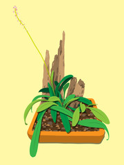 Obraz premium Ornamental_Plant