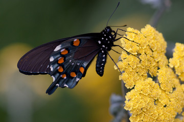 butterfly on yellow flower