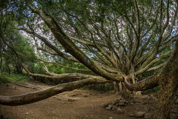 Tree in a jungle