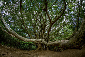 Tree in a jungle