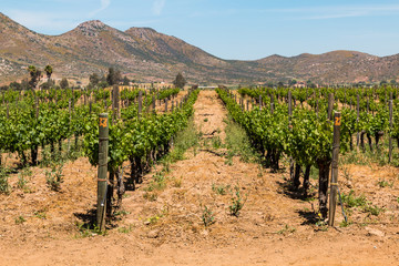 Fototapeta na wymiar Rows of grapes growing in Ensenada in Baja California, with a mountain range in the background. 