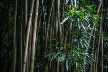 Bamboo forest green nature