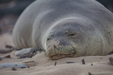 Resting Seal 