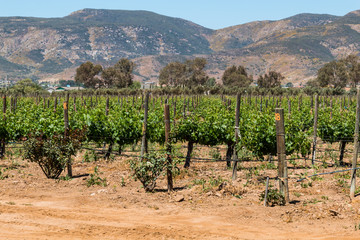 Fototapeta na wymiar Rows of grapevines at a vineyard in Ensenada, Mexico at the foothills of a mountain range.