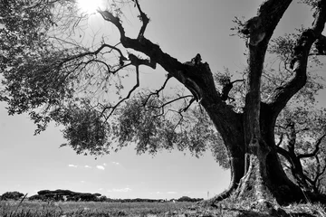 Fototapete Olivenbaum Kontrastreiches Schwarzweiß eines alten Olivenbaums in einem italienischen Obstgarten