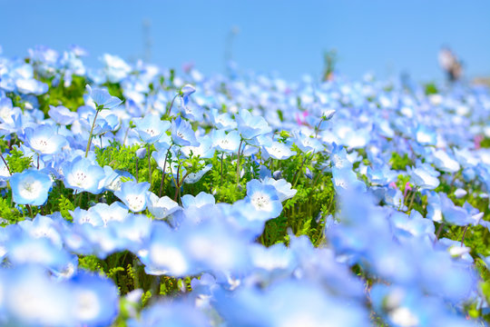 Lovely baby blue eyes nemophila flowers in spring, the focus is on the center of the image