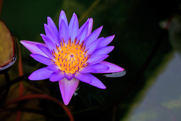 purple or violet lotus flower in swamp water.
