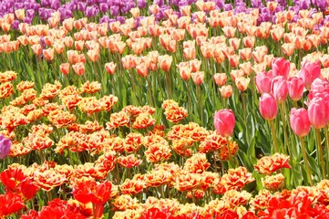  Field of multi-colored tulips, red white tulips yellow orange spring pink