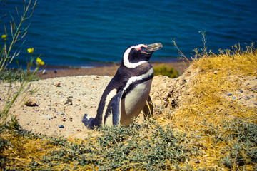 A Magellanic penguin (Spheniscus Magellanicus) sleeping inside Valdes Peninsula nature reserve,...