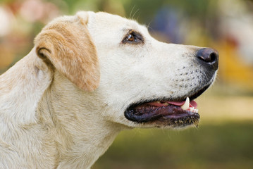 Labrador Retriever dog Portrait outdoor