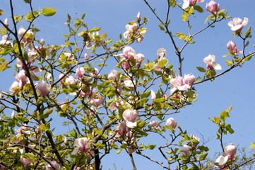 Pink magnolia, flowering tree. Spring