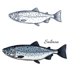 Naklejka premium Salmon fish vector isolated sketch icon
