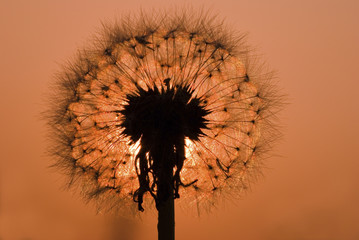 dandelion under sunset
