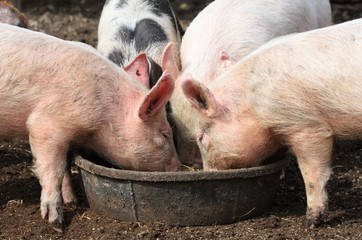 pigs eating from a trough