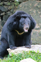 Fototapeta na wymiar Big black bear.