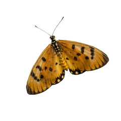 orange butterfly isolated on white background