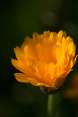 Calendula in the Morning