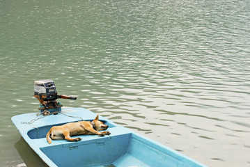 relaxing dog in vacation on the boat