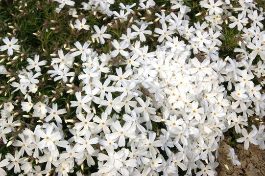  White phlox, carpet of flowers