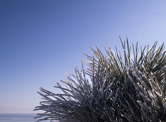 frost and sun in the pine needles on a background of blue sky