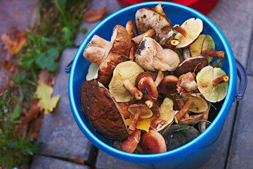 Amazing delicious boletus and other forest natural wild mushrooms.