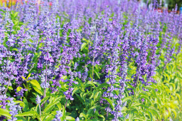 Naklejka premium Lavender flowers blooming in the garden.