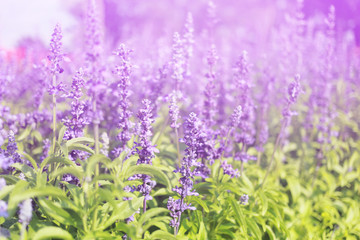 Obraz premium Lavender flowers blooming Vintage color in the garden.