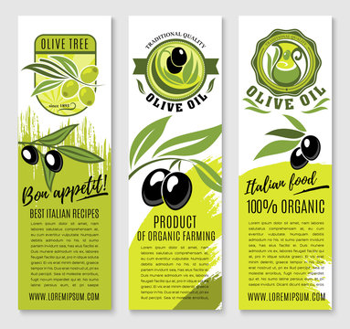 Vector banners of olives and Italian olive oil