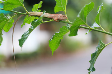 Brown lizard lying on a green branch.