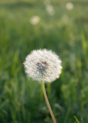 Dandelion close-up