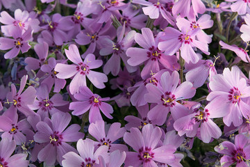 Phlox subulata 'Purple Beauty' - obrazy, fototapety, plakaty