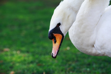 White beautiful swan