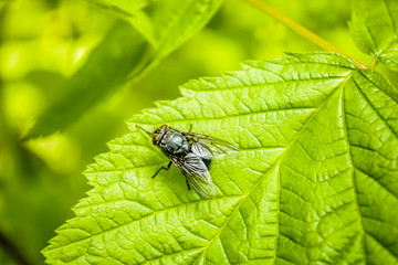 A fly on the sheet of blackberry 