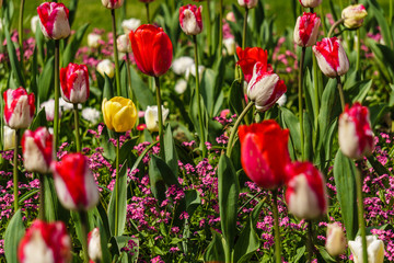 Background with beautiful wild flowers outside in the park at spring